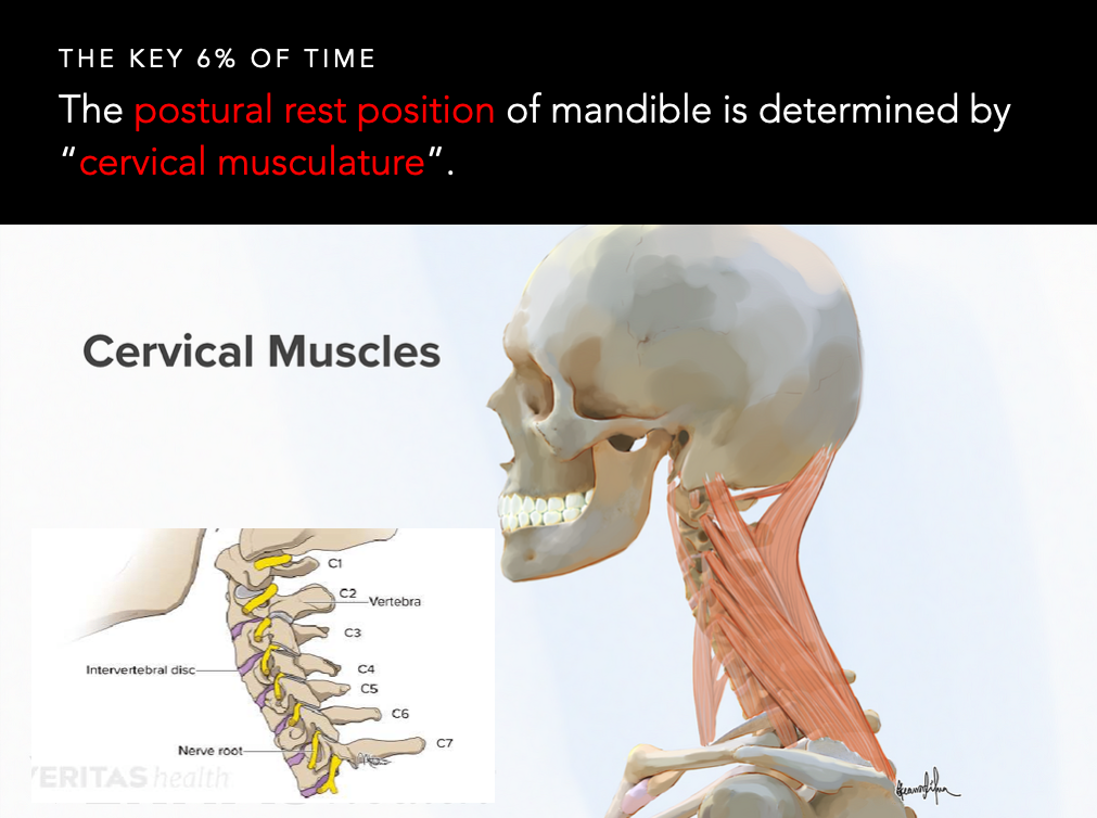 blog-cervical muscles